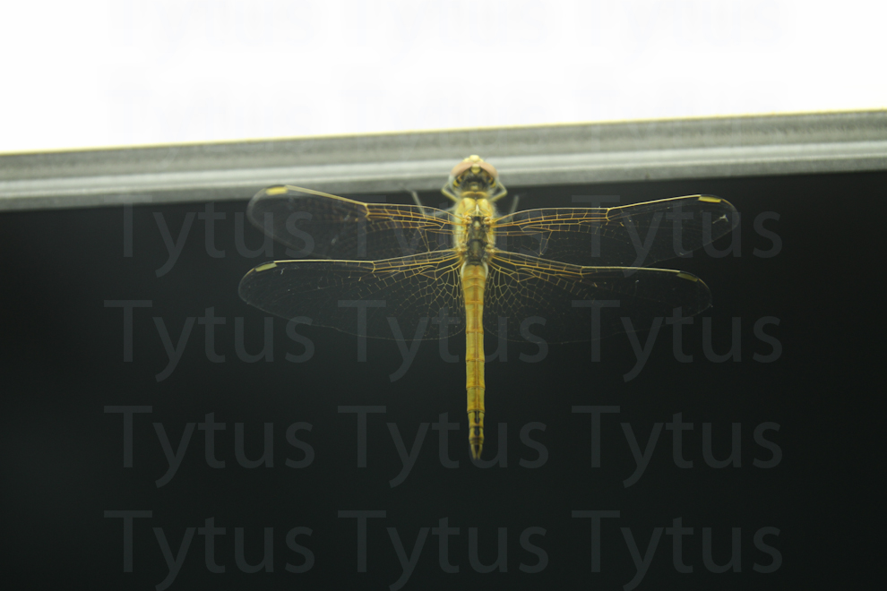 Dragon-fly