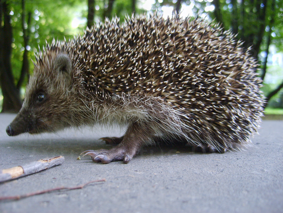Hedgehog