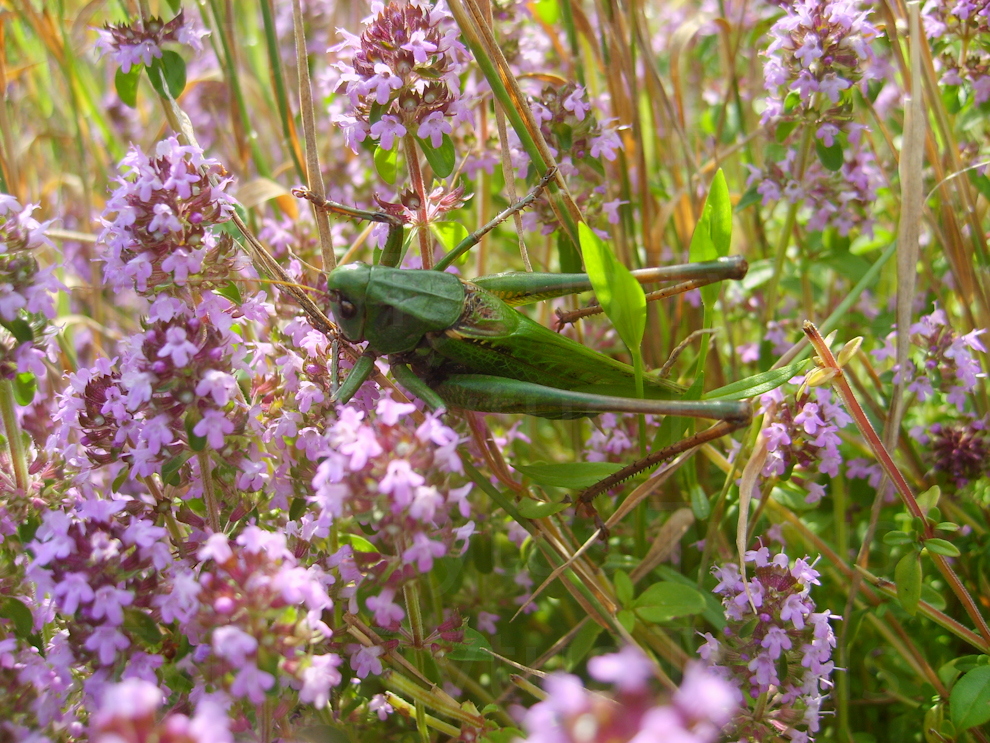Grasshopper