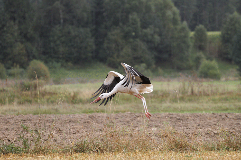 Stork