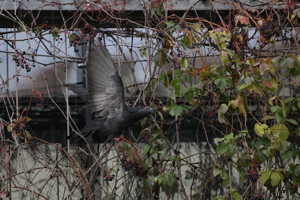 Pigeon in wild wine